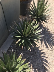 Agave ocahui