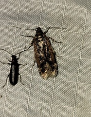 Filatima serotinella