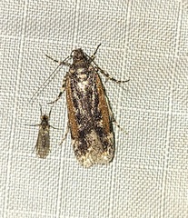 Filatima serotinella