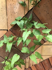 Clematis vitalba