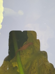 Lissotriton vulgaris