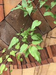 Clematis vitalba
