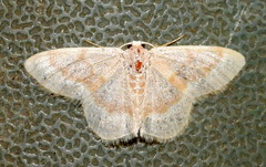 Chlorochlamys appellaria