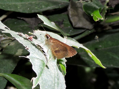 Synapte silna