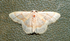Chlorochlamys appellaria