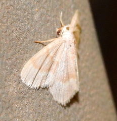 Chlorochlamys appellaria