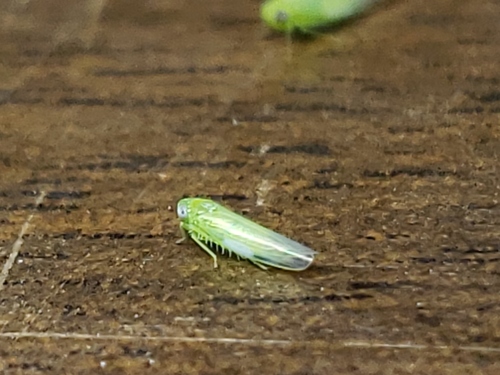 Potato Leafhopper photo 4