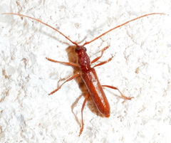 Aneflomorpha