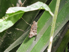 Thorybes dorantes dorantes