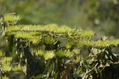 Combretum lanceolatum