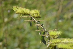 Combretum lanceolatum