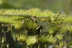 Combretum lanceolatum
