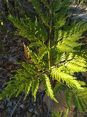 Pteridium centrali-africanum