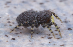 Talavera minuta