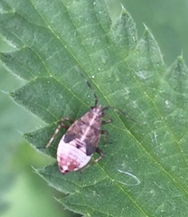 Deraeocoris flavilinea