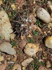 Ferocactus viridescens