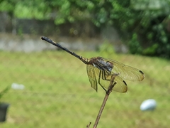 Dythemis sterilis