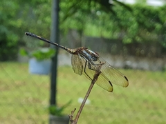 Dythemis sterilis