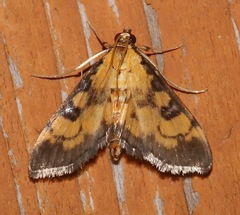 Ategumia ebulealis