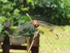 Dythemis sterilis