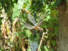 Dythemis sterilis