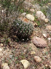 Ferocactus viridescens
