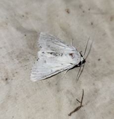 Acronicta vulpina