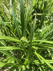 Scirpus atrovirens