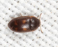 Litargus tetraspilotus