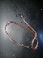 Enulius flavitorques unicolor