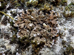 Physconia venusta