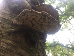 Fomitopsis betulina