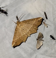 Euchlaena tigrinaria