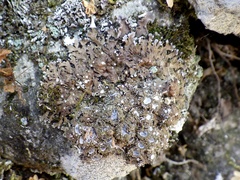 Physconia venusta