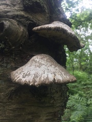 Fomitopsis betulina