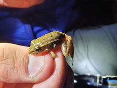 Lithobates forreri