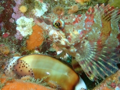 Oxylebius pictus