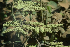 Combretum lanceolatum