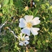 Dog-Rose - Photo (c) Athina, some rights reserved (CC BY-NC), uploaded by Athina