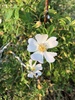 Dog-Rose - Photo (c) Athina, some rights reserved (CC BY-NC), uploaded by Athina