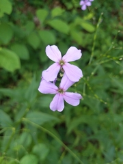 Hesperis matronalis
