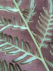 Pteridium centrali-africanum