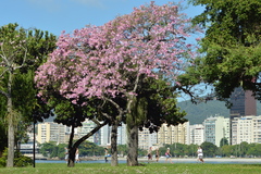 Ceiba pubiflora