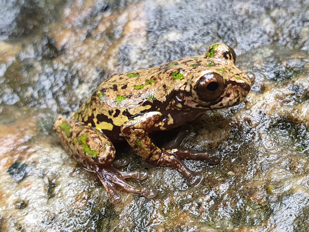 Adler's Mottled Tree Frog
