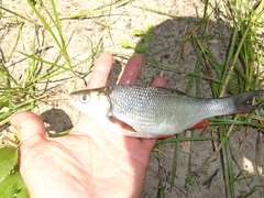 Leuciscus idus
