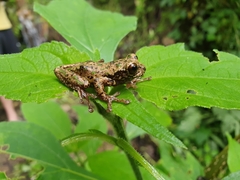 Adler's Mottled Tree Frog photo 2