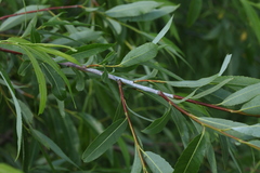 Salix acutifolia