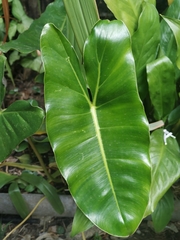 Philodendron imbe