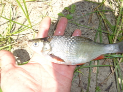 Leuciscus idus