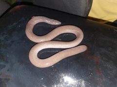 Dermophis oaxacae